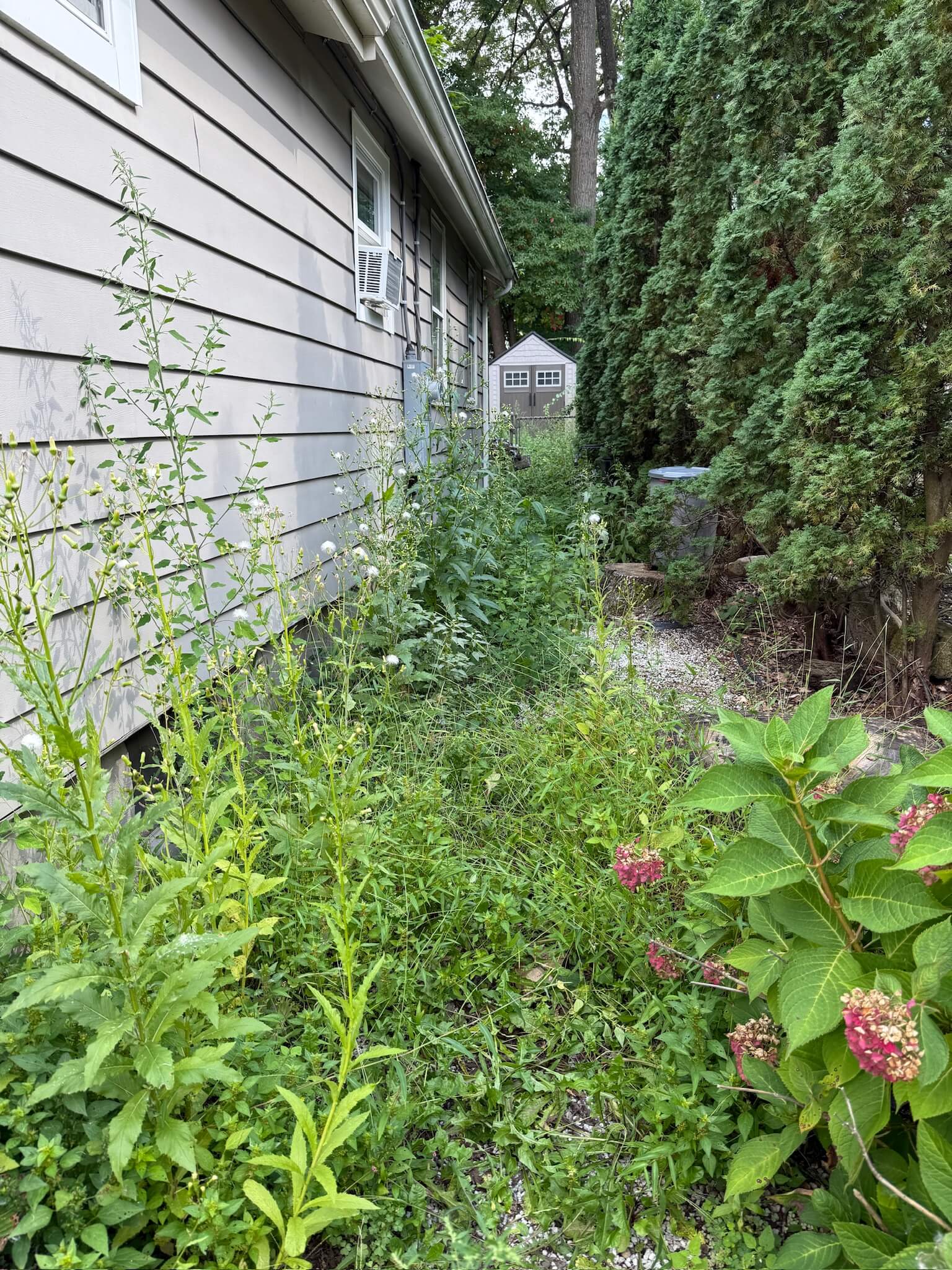Weed Control / Removal